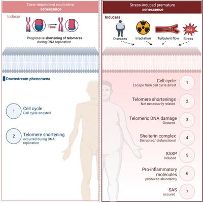 Possible molecular mechanisms underlying the development of atherosclerosis in cancer survivors